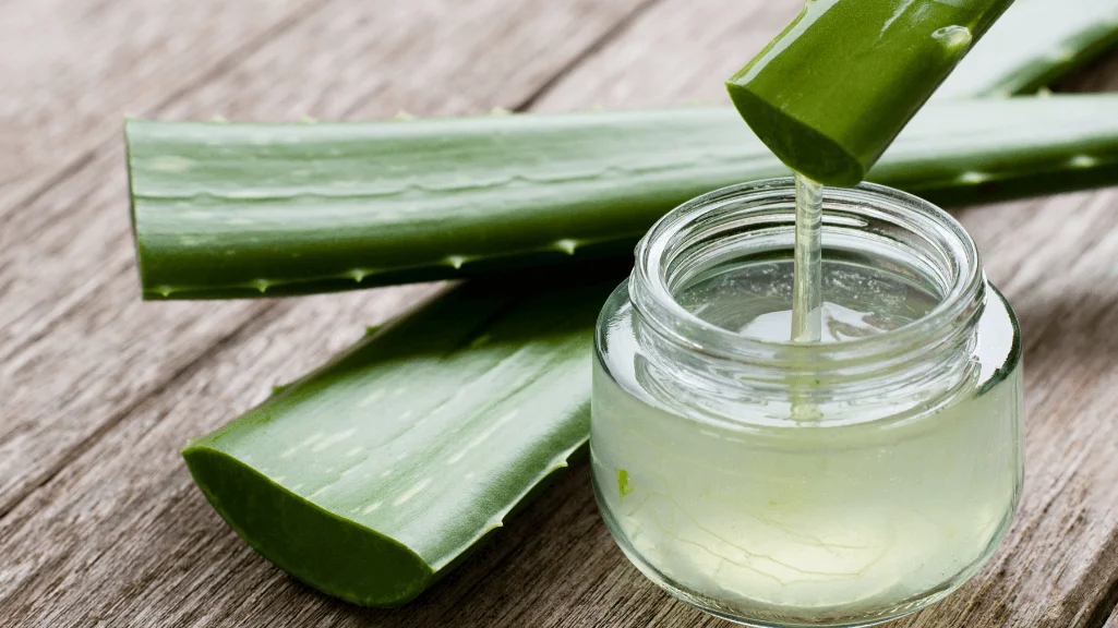 Fresh aloe vera leaf sliced open for skincare use